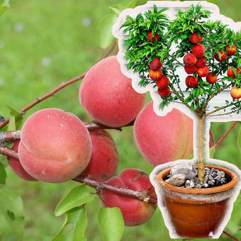 Morela kolumnowa 'Prunus armeniaca' Harcot Z Donicy