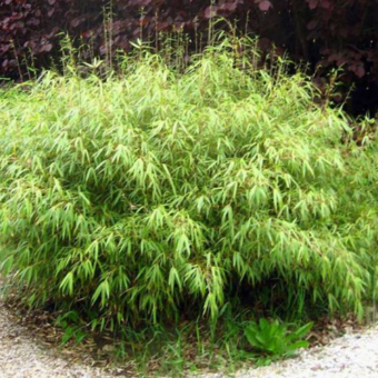 Bambus mrozoodporny 'Fargesia rufa' PBR 