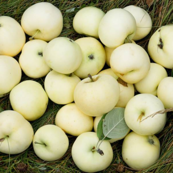 Jabłoń kolumnowa 'Malus' Oliwka żółta