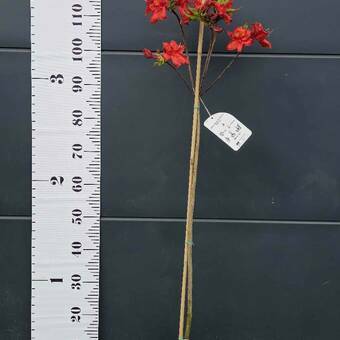 Azalia wielkokwiatowa  'Rhododendron' Czerwona Na Pniu 
