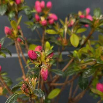 Azalia Japońska  'Rhododendron japonicum' Różowa na Pniu