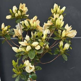 Azalia Japońska  'Rhododendron japonicum' Biała na Pniu  