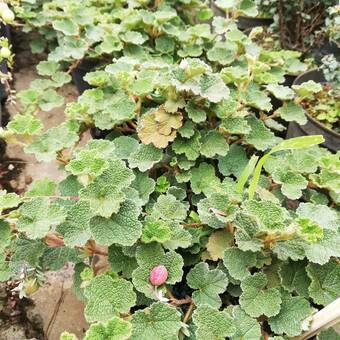 Jeżyna Okrywowa 'Rubus fruticosus' 