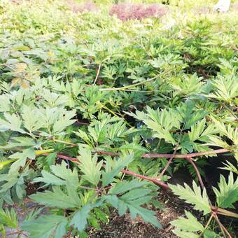 Jeżyna 'Rubus fruticosus'  Thornes Ever Green