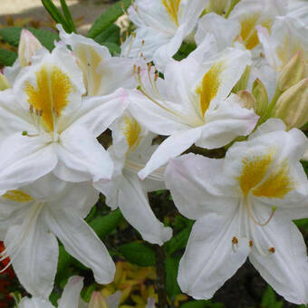 Azalia wielkokwiatowa  'Rhododendron' Biała