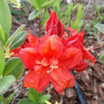 Azalia wielkokwiatowa  'Rhododendron' Nabucco