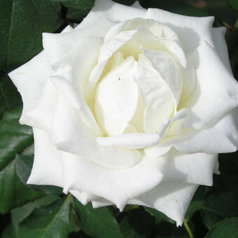 Róża Wielkokwiatowa 'Rosa' Biała