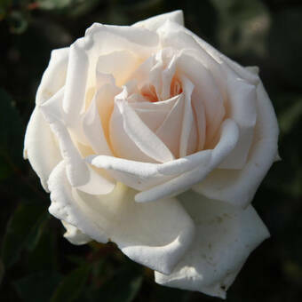 Róża Wielkokwiatowa 'Rosa' Biała z Kremem