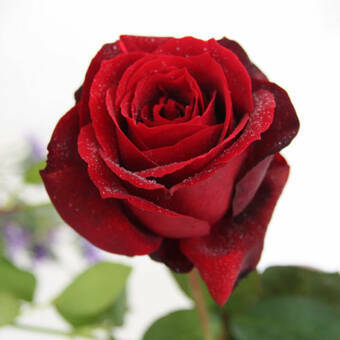 Róża Wielkokwiatowa 'Rosa' Bordowa