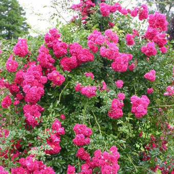 Róża Pnąca 'Rosa arvensis'  Excelsa