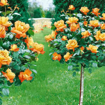 Róża Pienna 'Rosa' Pomarańczowa / I gatunek 2 oczka 