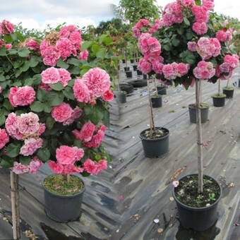 Róża Pienna 'Rosa' Różowa Angielska / I gatunek 2 oczka  