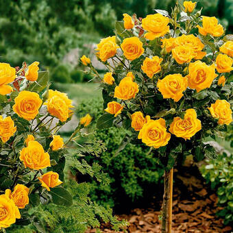 Róża Pienna 'Rosa' Żółta Duży Kwiat  / I gatunek 2 oczka  