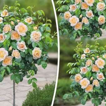 Róża Pienna 'Rosa' Herbaciana