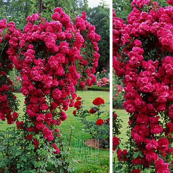 Róża Pienna 'Rosa'  Zwisająca Czerwona Premium