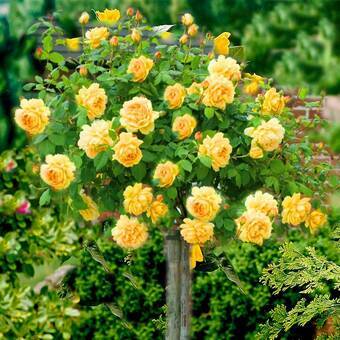Róża Pienna 'Rosa' Żółta