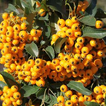 Ognik 'Pyracantha coccinea' Soleil D'or