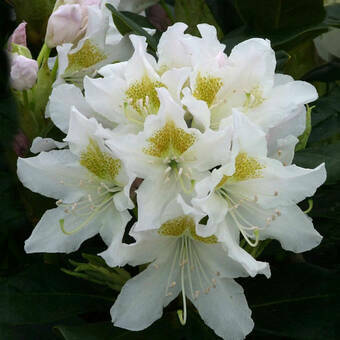 Różanecznik 'Rhododendron' Biały 