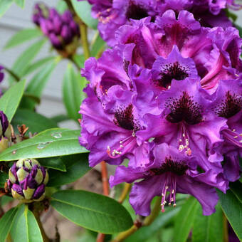 Różanecznik 'Rhododendron' Purple Splendour