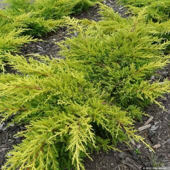 Jałowiec 'Juniperus' Golden Kissen /3Letni