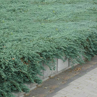 Jałowiec Płożący 'Juniperus horizontalis' Glauca Group