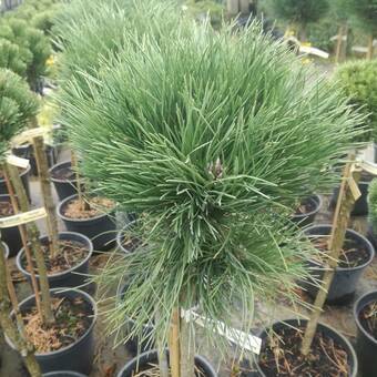 Sosna Szczepiona 'Pinus nigra' Cebenesis