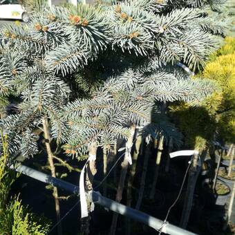 Świerk Szczepiony 'Picea' Srebrny