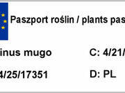  Kosodrzewina 'pinus mugo'  - zdjęcie duże 1