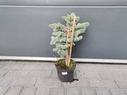  Świerk 'Picea Abies' Glauca Globosa  - zdjęcie duże 2