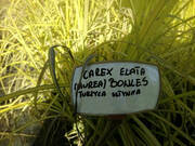  Trawa 'Carex' Elata Browles  - zdjęcie duże 2