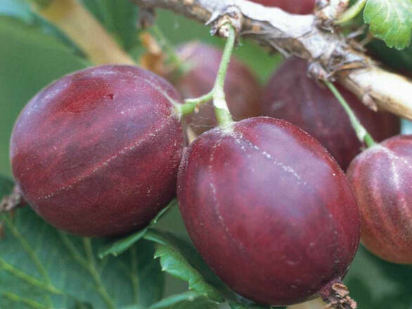  Agrest krzaczasty Czerwony 'Ribes uva- crispa' Hinomakirot - zdjęcie główne