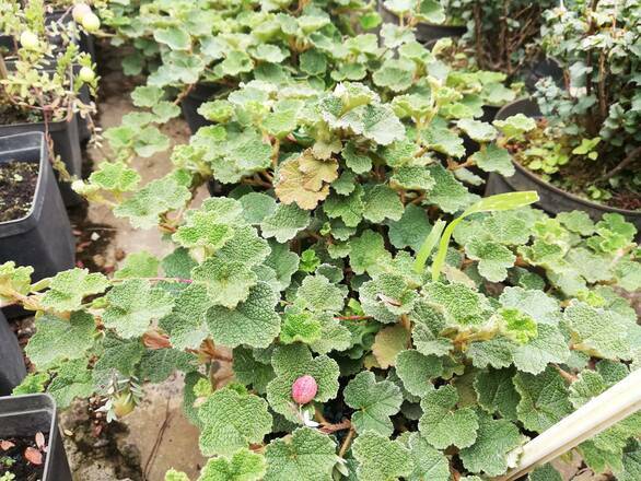  Jeżyna Okrywowa 'Rubus fruticosus'  - zdjęcie główne