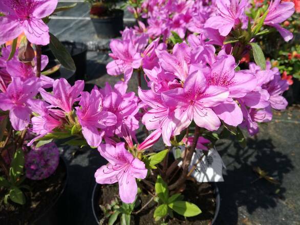  Azalia Japońska  'Rhododendron japonicum' Herbert - zdjęcie główne