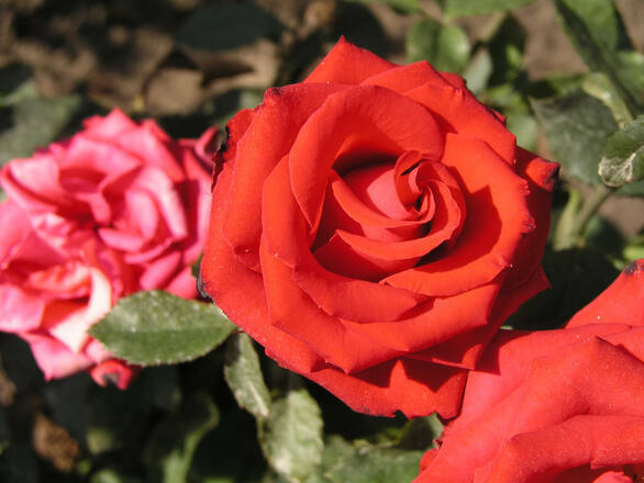  Róża Rabatowa 'Rosa multiflora' Czerwona Mini - zdjęcie główne