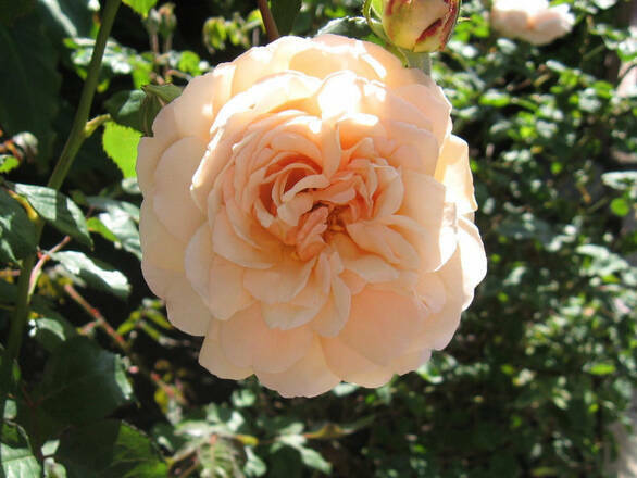  Róża Rabatowa 'Rosa multiflora' Łososiowa - zdjęcie główne