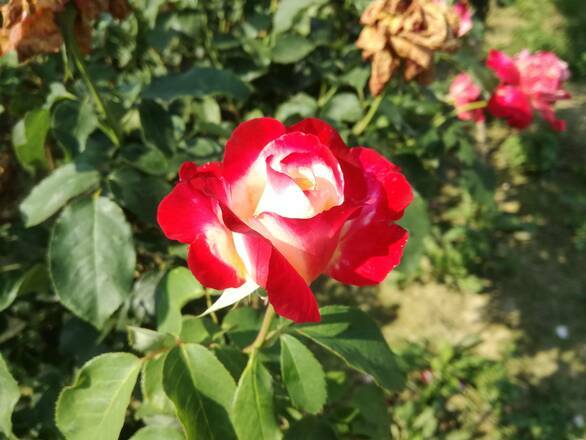  Róża Pienna 'Rosa' Biało - Czerwona - zdjęcie główne