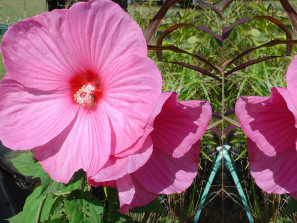  Hibiskus Bagienny 'Hibiscus moscheutos' Różowy - zdjęcie główne