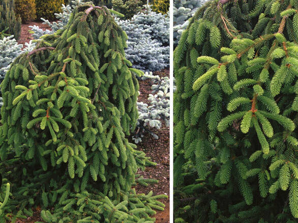  Świerk 'Picea' Inversa - zdjęcie główne