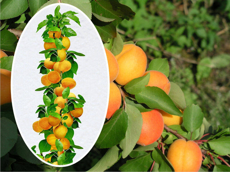 Morela kolumnowa 'Prunus armeniaca' Krojczynka - Morele kolumnowa