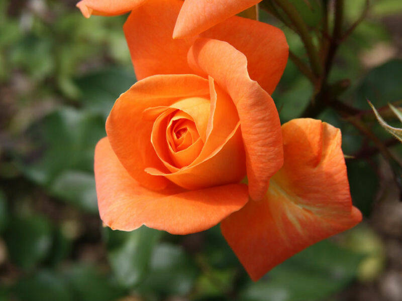 Róża Wielkokwiatowa 'Rosa' Pomarańczowa Szlachetna - Wielkokwiatowe
