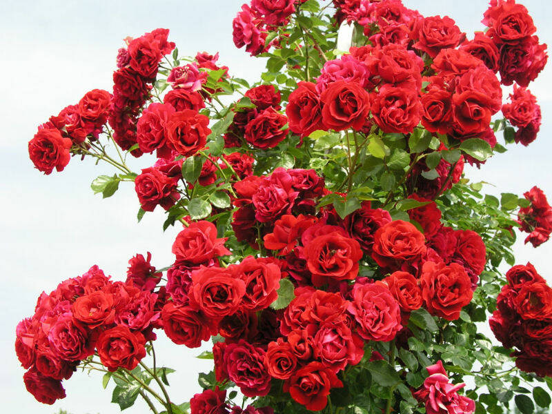 Róża Pnąca 'Rosa arvensis' Czerwona Duży Kwiat - Pnące