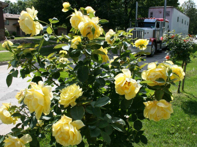 Róża Pienna 'Rosa' Żółta Pachnąca / I gatunek 2 oczka - Na pniu