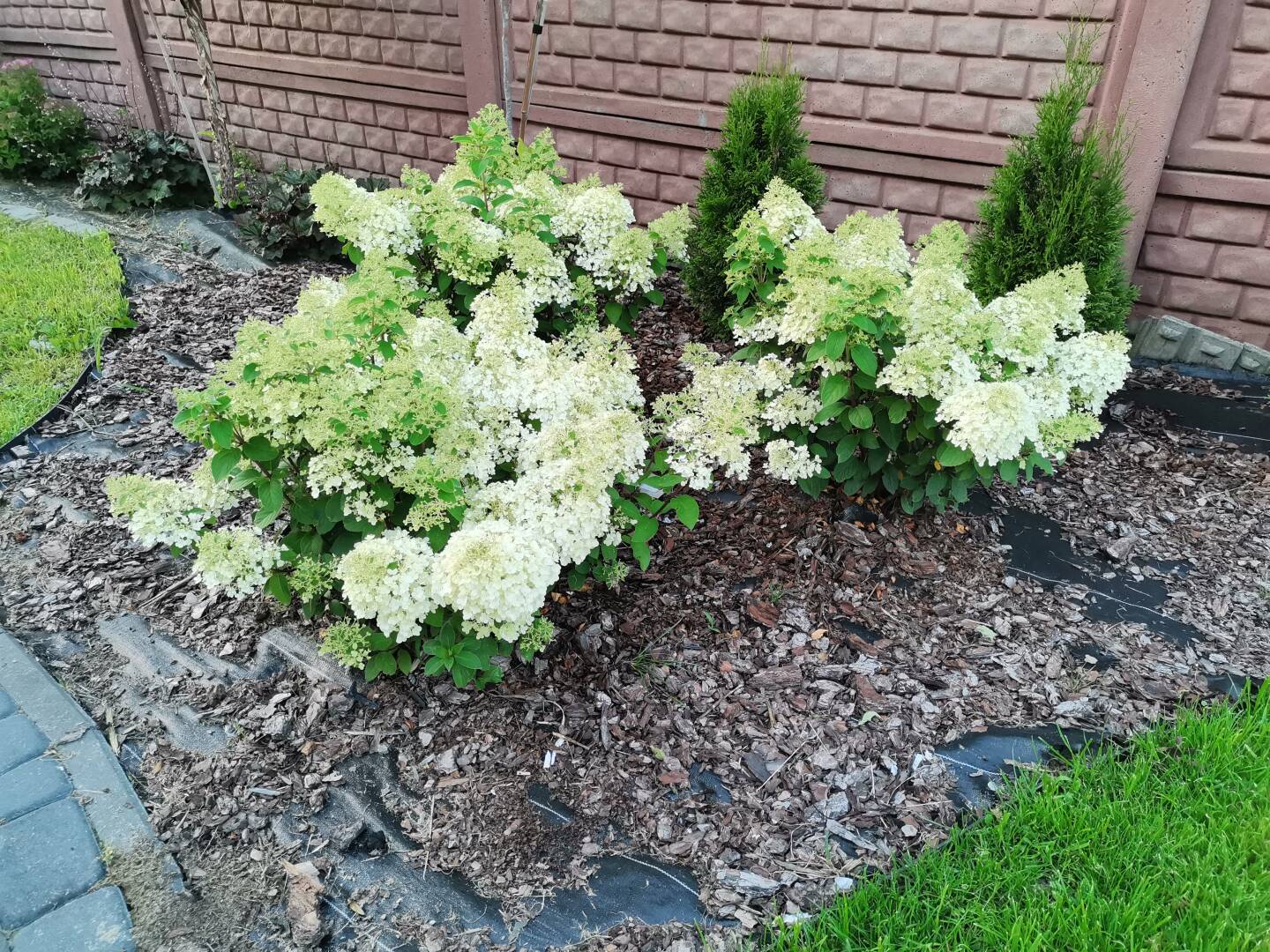 Hortensja Bukietowa 'Hydrangea panikulata' Bobo - Hortensje