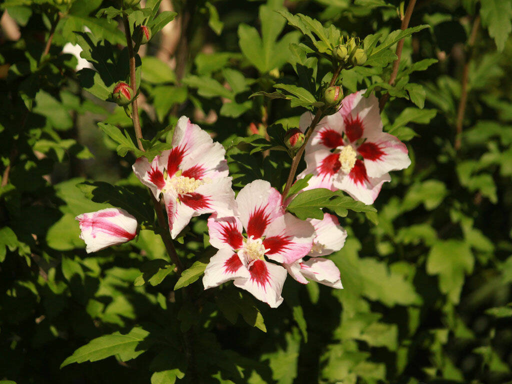 Hibiskus 'Hibiscus' Hamabo - Hibiskusy