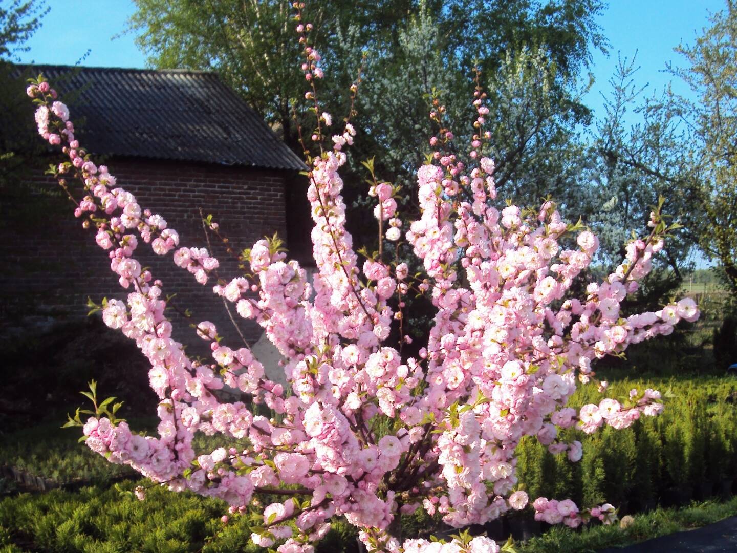 Migdałek 'Prunus triloba' Krzaczasty - Pozostałe