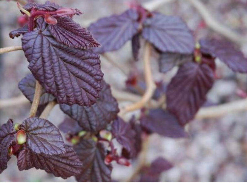 Orzech laskowy 'Corylus avellana' Czerwony Syrena - Orzechy