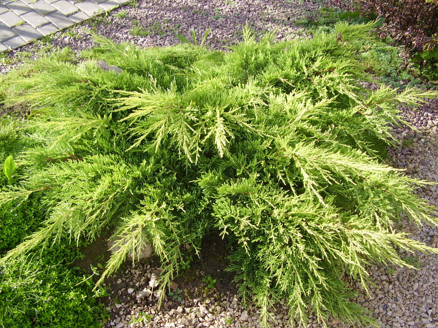 Jałowiec 'Juniperus' Old Gold /3Letni - Jałowce