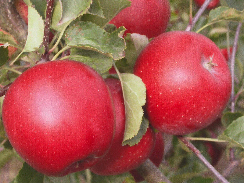 Jabłoń karłowa 'Malus domestica' Alwa - Jabłonie