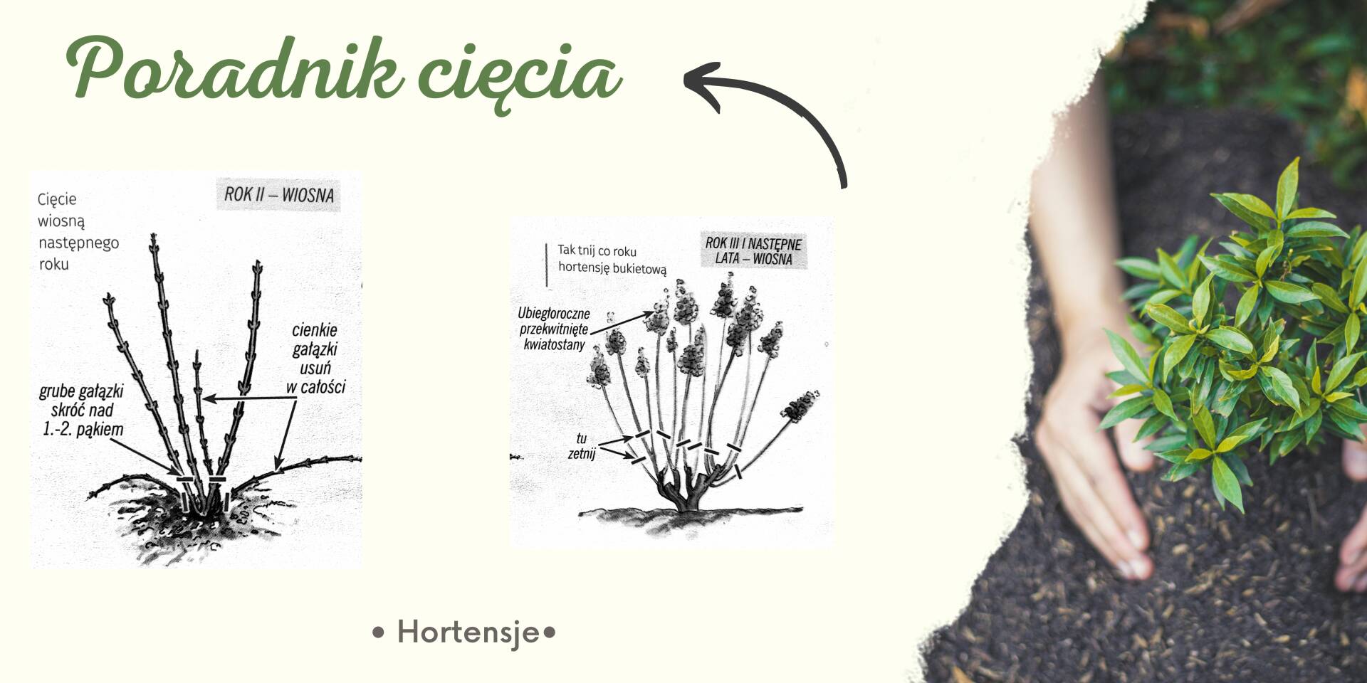 Hortensja Dębolistna 'Hydrangea quercifolia Burgundy czerwona - Hortensje