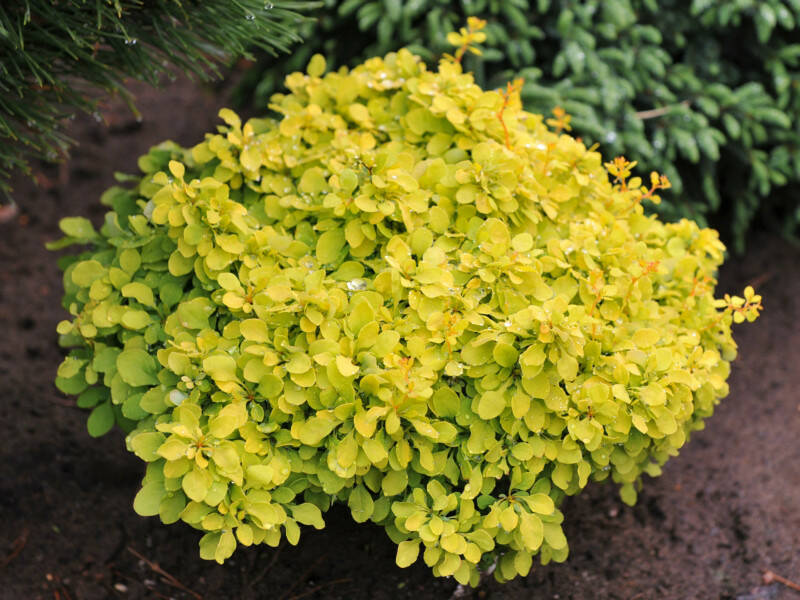 Berberys 'Berberis' Golden Carpet - Berberysy